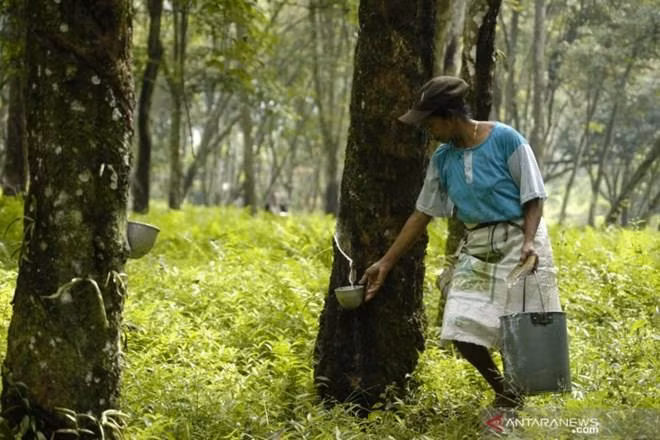 Destina Tailandia 798 millones de dólares para subsidios a productores de caucho ảnh 1
