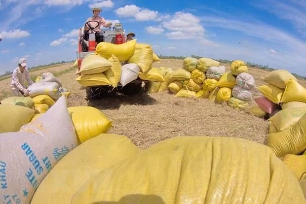 Ingresa Vietnam 2,24 mil millones de dólares por las exportaciones de arroz ảnh 1
