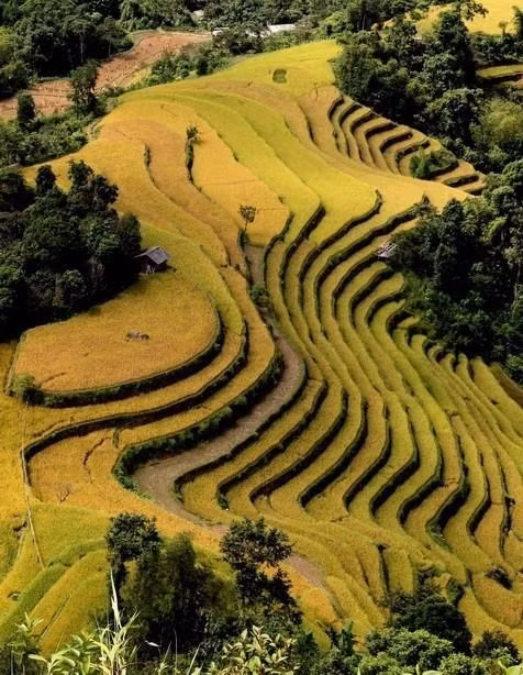 Temporada dorada en arrozales de provincia vietnamita de Yen Bai ảnh 1