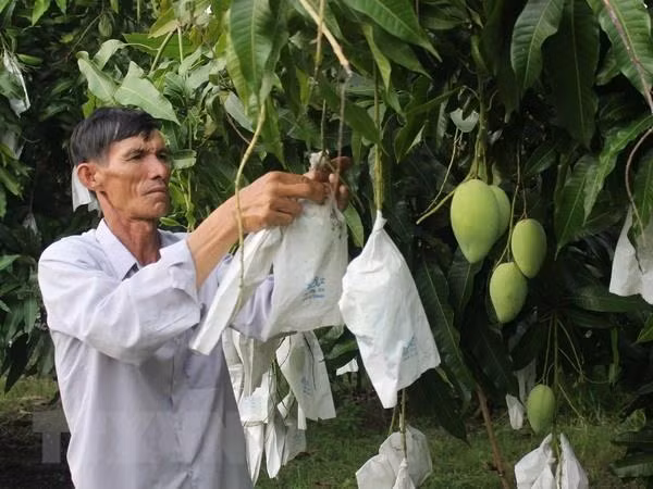 Seis frutas frescas de Vietnam conquistan mercado global ảnh 1 Seis frutas frescas de Vietnam conquistan mercado global ảnh 1
