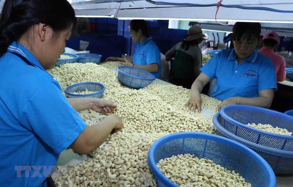 Aumenta Vietnam sus exportaciones de anacardo a China ảnh 1