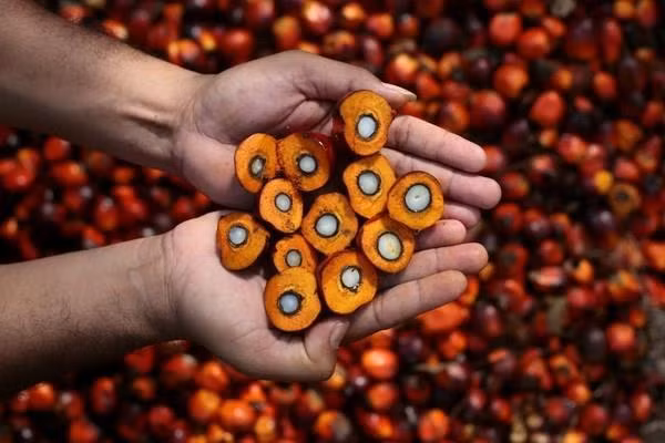 Demandará Indonesia a la UE ante la OMC por afectaciones a su industria del aceite de palma ảnh 1 Demandará Indonesia a la UE ante la OMC por afectaciones a su industria del aceite de palma ảnh 1