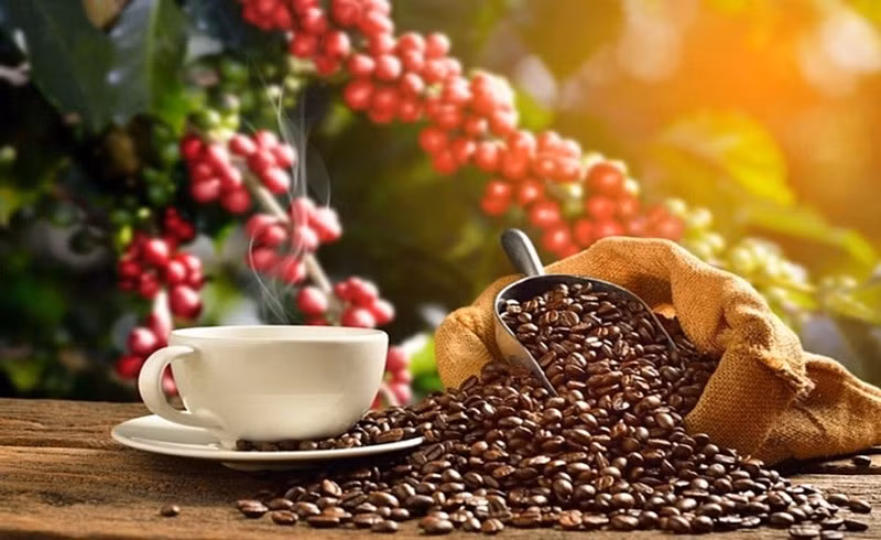 Vietnam es el mayor proveedor de café de España ảnh 2