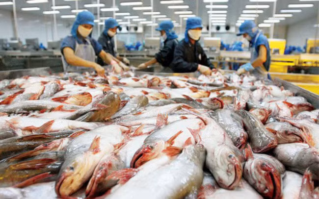 Exportaciones de pescado Tra de Vietnam se recuperarán en tercer trimestre 2023 ảnh 2 Exportaciones de pescado Tra de Vietnam se recuperarán en tercer trimestre 2023 ảnh 2