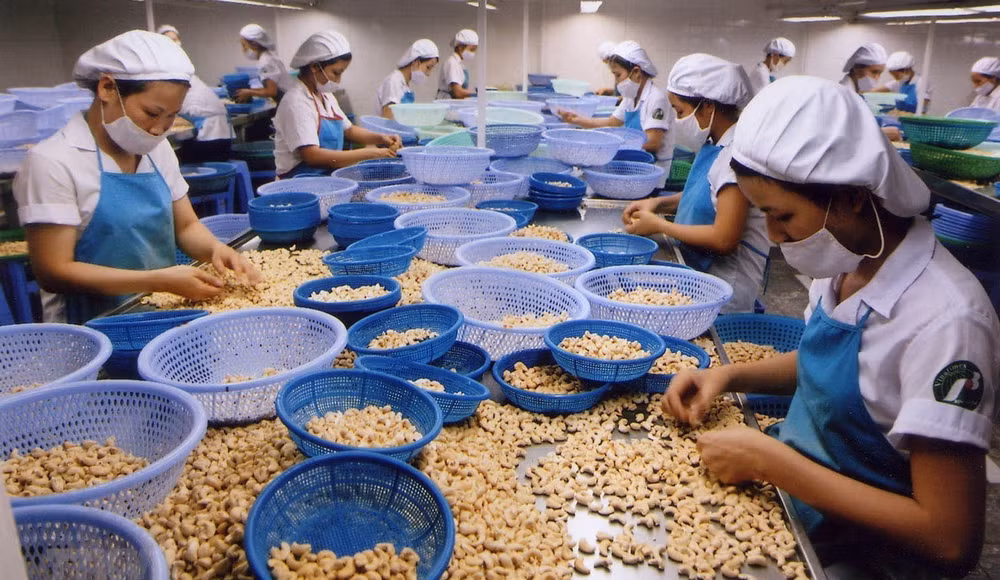 Sector de anacardo de Vietnam apunta a producción verde ảnh 1