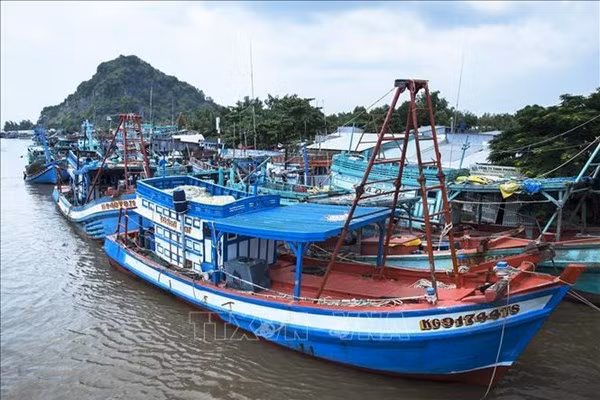 Localidades vietnamitas fomentan acciones contra pesca ilegal ảnh 1 Localidades vietnamitas fomentan acciones contra pesca ilegal ảnh 1