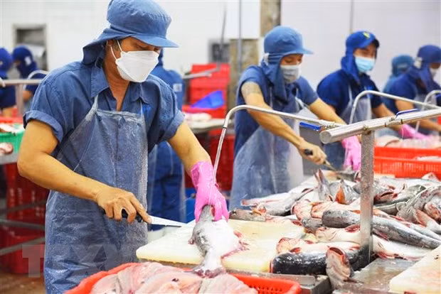 Prevén recuperación de exportaciones de pescado Tra en tercer trimestre ảnh 1