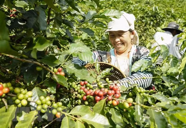 Exportaciones de café de Vietnam a Países Bajos disfrutan de alza de tres dígitos ảnh 1