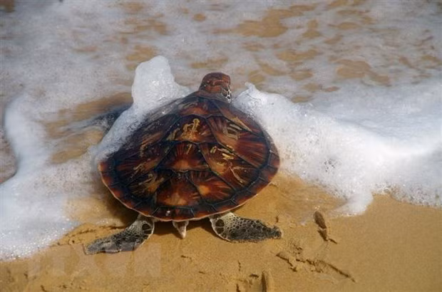 Localidad vietnamita libera gran cantidad de animales salvajes a naturaleza ảnh 1