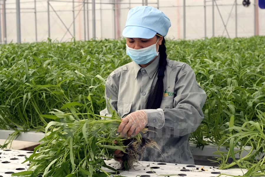 Desarrollan proyecto de agricultura de alta tecnología en Thua Thien-Hue ảnh 1