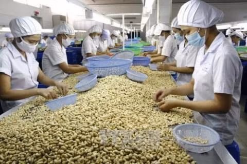 Procesadores obtienen derecho de etiquetar productos de anacardo "Binh Phuoc" ảnh 1