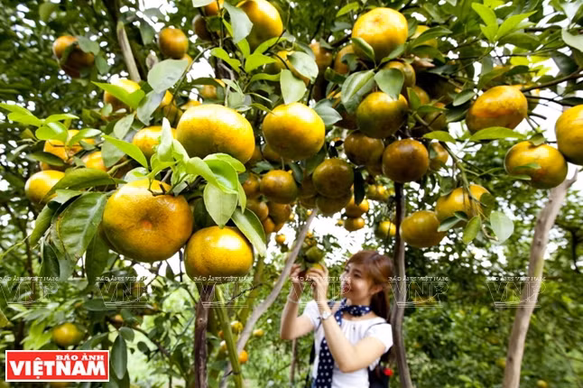 Promoverán el uso de productos nacionales en la feria de frutas en Hanoi ảnh 1 Promoverán el uso de productos nacionales en la feria de frutas en Hanoi ảnh 1
