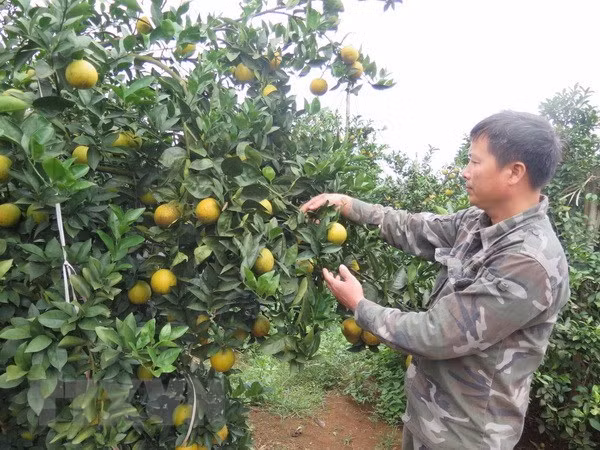 Naranjas de Cao Phong serán servidas en vuelos de Vietnam Airlines ảnh 1