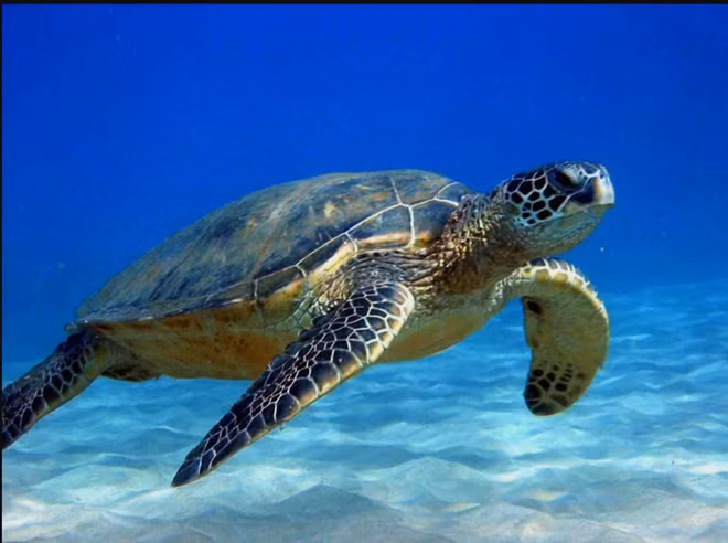 Provincia vietnamita trabaja por proteger tortugas marinas ảnh 1