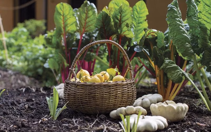 Exportaciones de productos agrícolas orgánicos de Vietnam alcanzan 335 millones de USD ảnh 1 Exportaciones de productos agrícolas orgánicos de Vietnam alcanzan 335 millones de USD ảnh 1