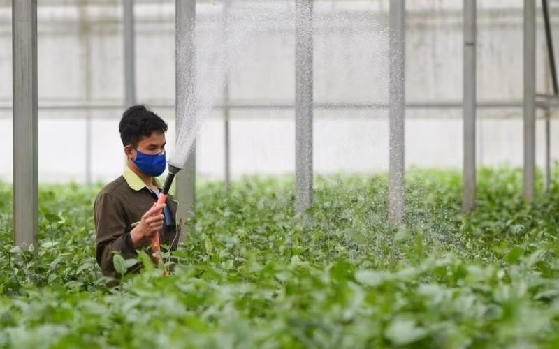 Día Mundial de la Alimentación: Construir un sistema alimentario sostenible ảnh 1 Día Mundial de la Alimentación: Construir un sistema alimentario sostenible ảnh 1