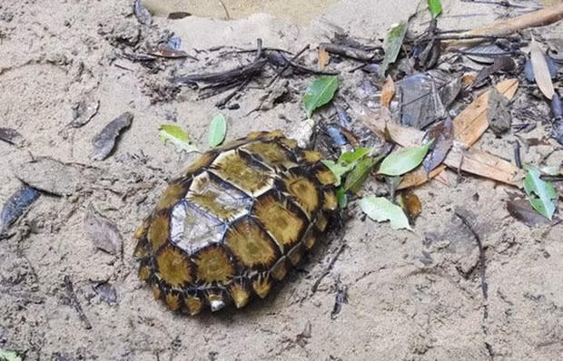 Descubren especie de tortuga grabada en provincia vietnamita de Khanh Hoa ảnh 1 Descubren especie de tortuga grabada en provincia vietnamita de Khanh Hoa ảnh 1
