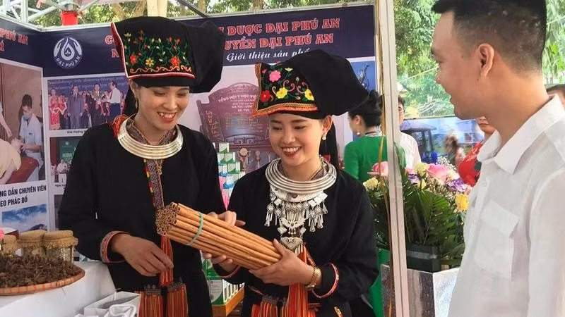 Promueven marca de canela del distrito vietnamita de Van Yen ảnh 1 Promueven marca de canela del distrito vietnamita de Van Yen ảnh 1