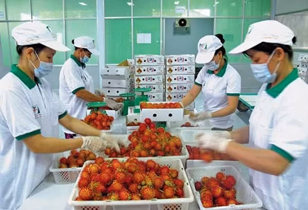 Exportación vietnamita a Nueva Zelanda por expandirse ảnh 1 Exportación vietnamita a Nueva Zelanda por expandirse ảnh 1