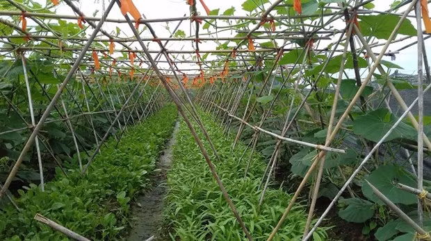 Provincia de Bac Giang se esfuerza por mejorar el valor del sector agrícola ảnh 1