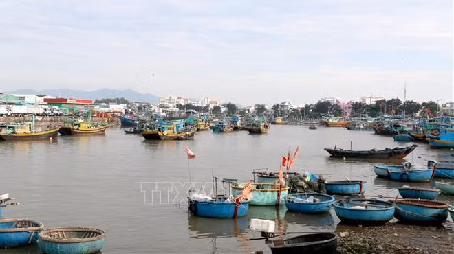 Provincia centrovietnamita se esfuerza en lucha contra pesca ilegal ảnh 1