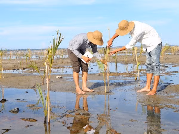 Despliegan en Vietnam proyecto de preservación de humedales ảnh 1