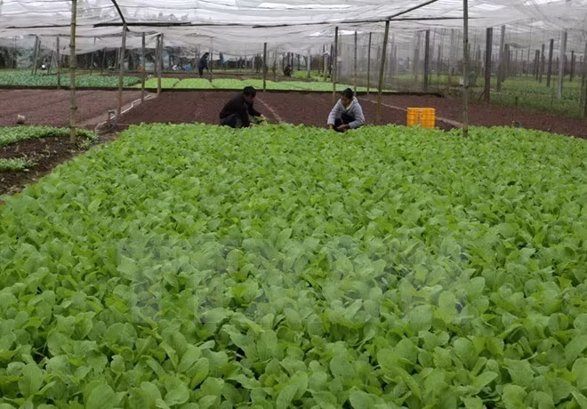 Ofrece Sudcorea asistencia al desarrollo agrícola orgánico en provincia vietnamita ảnh 1