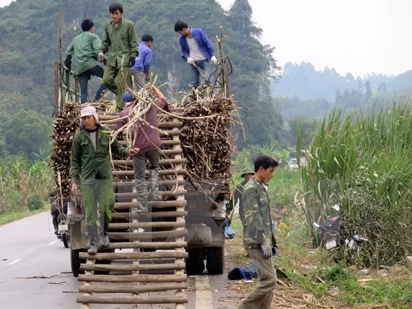 Provincia vietnamita construirá casas para pobladores de minorías étnicas ảnh 1
