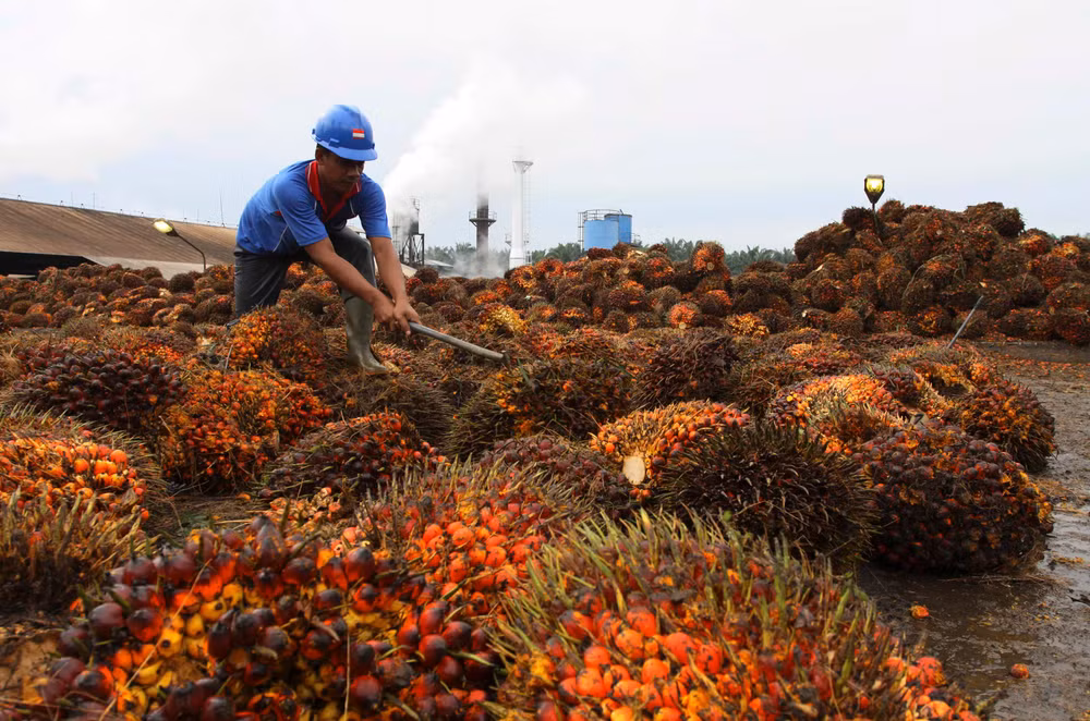 En alza exportación de aceite de palma de Indonesia ảnh 1
