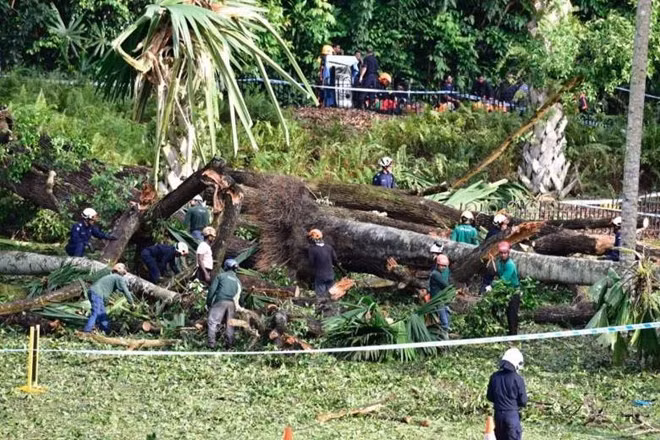Un muerto y cuatro heridos tras caída de árbol gigante en Singapur ảnh 1