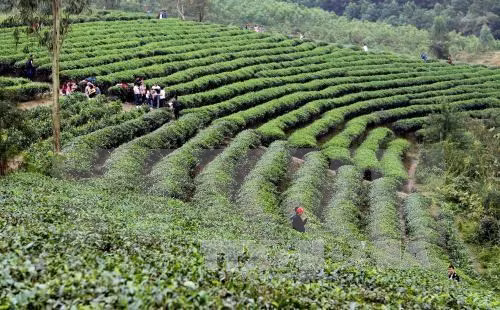 Decenas de miles de agricultores participarán en cultivo sostenible de té ảnh 1 Decenas de miles de agricultores participarán en cultivo sostenible de té ảnh 1