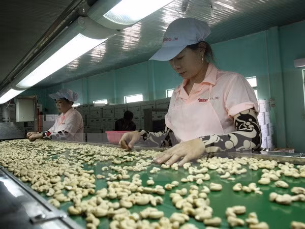 Vietnam prevé ingreso multimillonario de exportaciones de anacardo ảnh 1