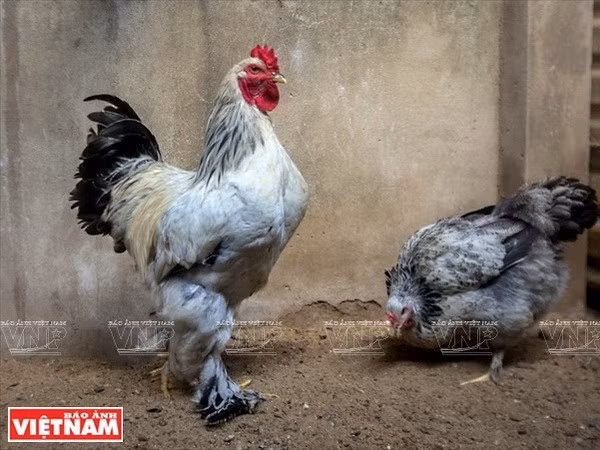 Cría de pollos Brahma en Saigón ảnh 1