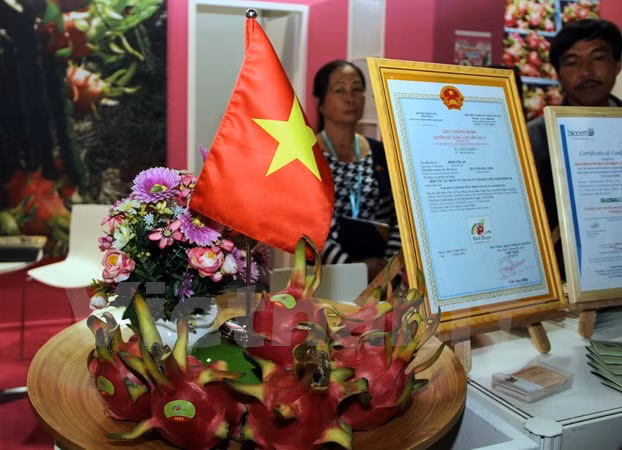 Pitahaya vietnamita presente en el Feria internacional de Berlín ảnh 1 Pitahaya vietnamita presente en el Feria internacional de Berlín ảnh 1