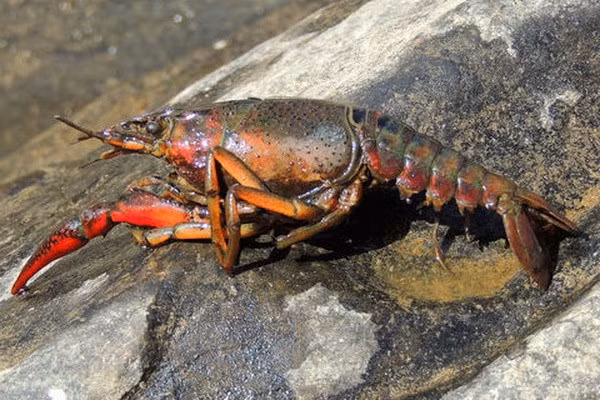 Vietnam veda cría de cangrejos rojos ảnh 1