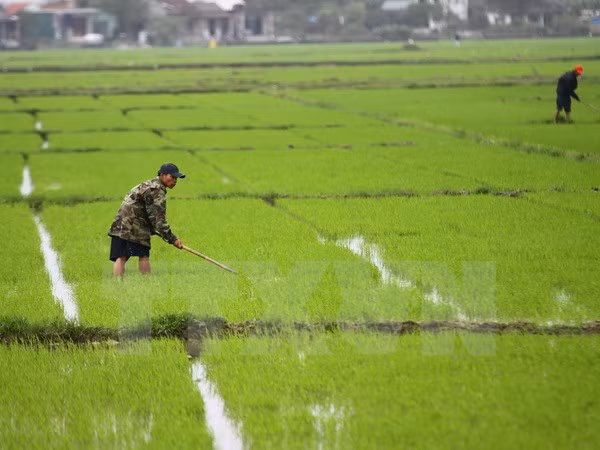 Provincia vietnamita fomenta apoyo a agricultores ante cambio climático ảnh 1 Provincia vietnamita fomenta apoyo a agricultores ante cambio climático ảnh 1