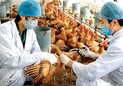 Reportan brote de gripe aviar H5N1 en Camboya ảnh 1