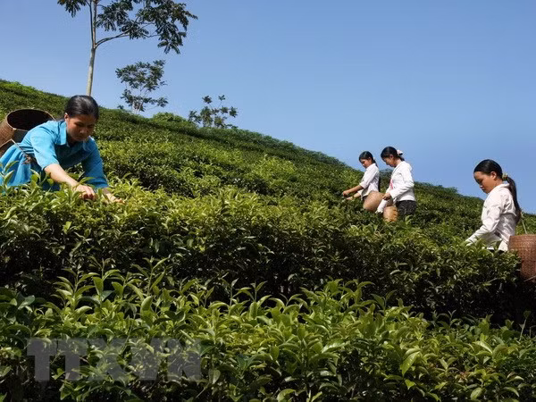 Aumentan exportaciones vietnamitas de té un 15,4 por ciento en el primer trimestre en 2019 ảnh 1