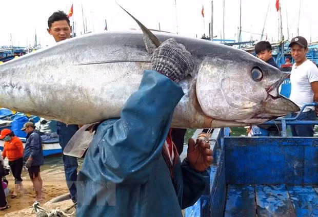 Se multiplicaron por ocho las exportaciones de atún vietnamita a China ảnh 1 Se multiplicaron por ocho las exportaciones de atún vietnamita a China ảnh 1