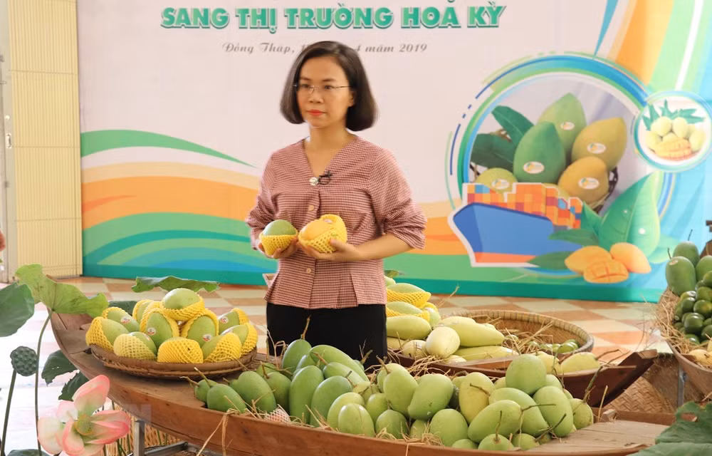 Exporta Vietnam primer lote de mangos a Estados Unidos ảnh 1 Exporta Vietnam primer lote de mangos a Estados Unidos ảnh 1