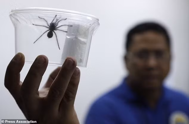 Filipinas incauta cientos de tarántulas traficadas ilegalmente ảnh 1 Filipinas incauta cientos de tarántulas traficadas ilegalmente ảnh 1
