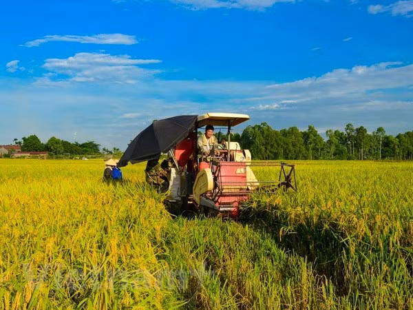 Promueven en Vietnam una agricultura adaptable al cambio climático ảnh 1