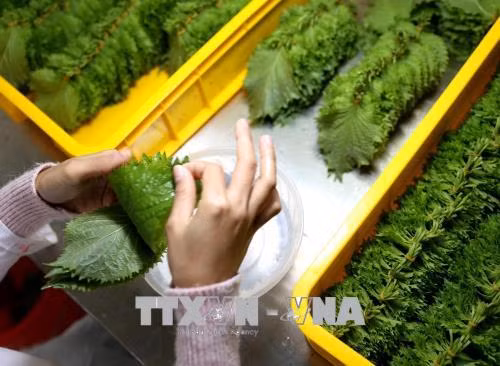 Recomiendan a turistas vietnamitas que no lleven alimentos frescos a Japón ảnh 1