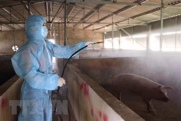 Vietnam capaz de producir una vacuna contra peste porcina africana ảnh 1