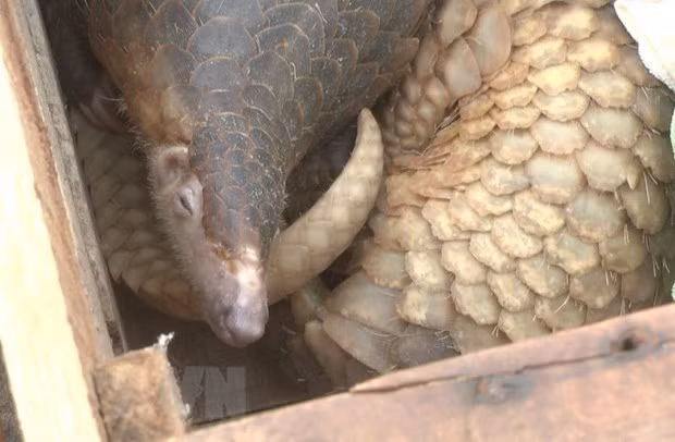 Entregan en Vietnam 39 pangolines rescatados de traficantes, al Parque Nacional Cuc Phuong ảnh 1