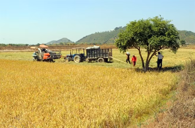Construyen en Vietnam embalses para enfrentar sequía en provincia de Lam Dong ảnh 1 Construyen en Vietnam embalses para enfrentar sequía en provincia de Lam Dong ảnh 1