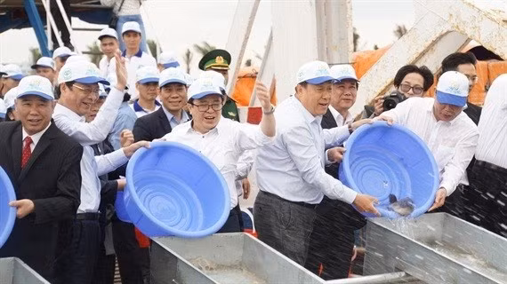 Realiza Vietnam esfuerzos para reproducir especies acuáticas en golfo de Tonkín ảnh 1