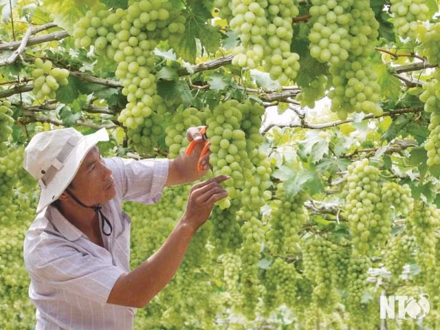 Anuncian en Vietnam próximo Festival de Uva y Vino en provincia de Ninh Thuan ảnh 1 Anuncian en Vietnam próximo Festival de Uva y Vino en provincia de Ninh Thuan ảnh 1
