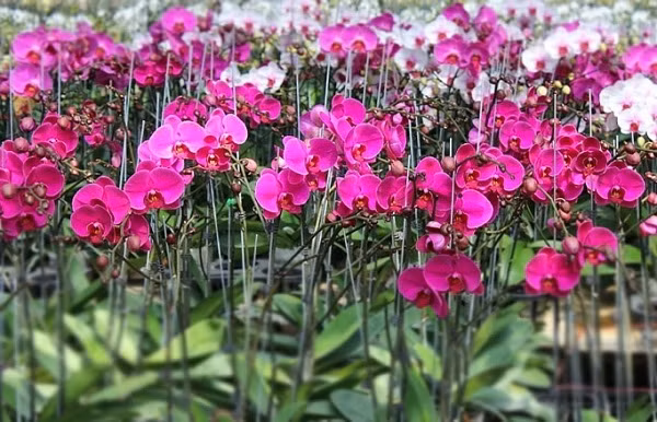 Celebrarán primer Festival de Orquídeas en Ciudad Ho Chi Minh ảnh 1 Celebrarán primer Festival de Orquídeas en Ciudad Ho Chi Minh ảnh 1