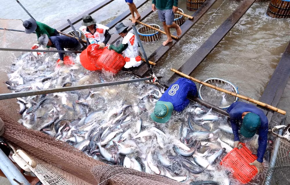 Mantendrá Estados Unidos altos aranceles a importación del pescado Tra de Vietnam ảnh 1 Mantendrá Estados Unidos altos aranceles a importación del pescado Tra de Vietnam ảnh 1